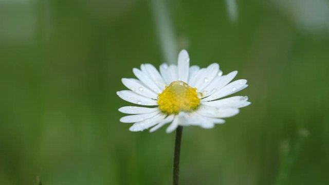 Heavy Rain Hitting a Daisy, Macro, Slow Motion