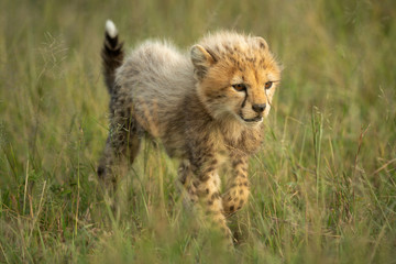 Young cheetah cub walks in long grass