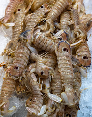 Fresh Squilla Mantis shrimps or sea cicadas at seafood market.