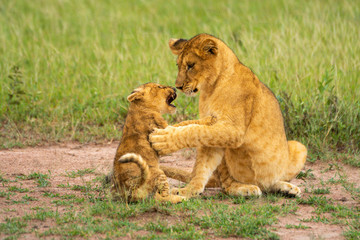 Obraz na płótnie Canvas Young lion cub sits snarling at another