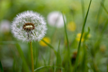 Taraxacum officinale. Dandelion close up. Postcard with copy space.
