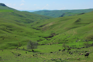 Beautiful, spring mountains in the green grass.