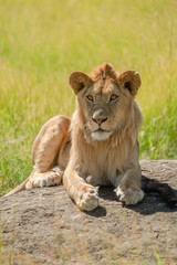 Fototapeta na wymiar Young male lion lies on sunny rock