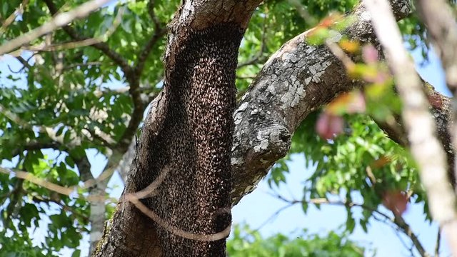 Apis cerana indica  the Indian honey bee, is a subspecies of Asiatic honey bee. It is one of the predominant bees found and domesticated in India, Pakistan, Nepal