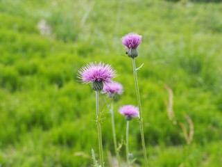 初夏の野に咲くノアザミの花