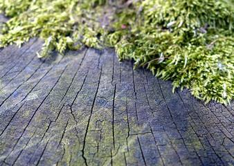 Moss on dark wood tree cut. with blur effect