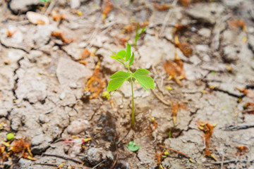 A small raintree growing on a soil under a big raintree cover with dry flowers with sunlight.