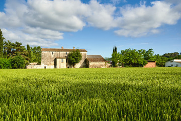 Fototapeta na wymiar green wheat field and sunny day at agricultural farm