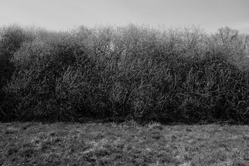 Bushes, grass and sky in black and white.