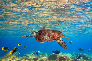 Obraz premium Green turtle underwater in the sea