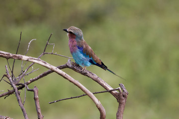 Obraz premium Gabelracke 