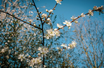Cherry blossom in spring
