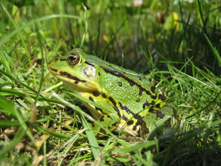 Frosch im Gras