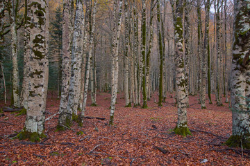 bosque otoñal en el valle de ordesa