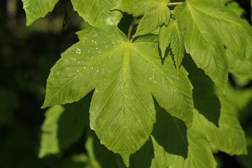Maple leaves on the outside nature background
