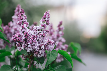 Branch of blossoming lilac in a spring garden.