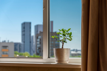 Tangerine tree in a pot on a windowsill against the background of an open window.