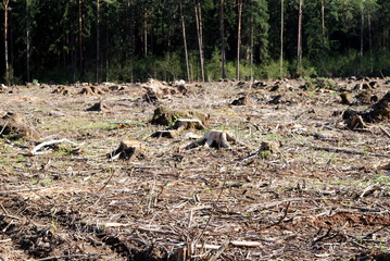 stumps from a felled section of forest
