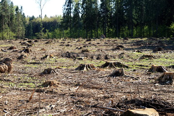stumps from a felled section of forest