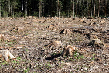 stumps from a felled section of forest
