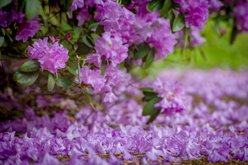 Purple rhododendron flowers and its leaves on the ground