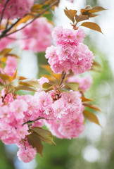 Fototapeta premium Amazing pink cherry blossoms on the Sakura tree.