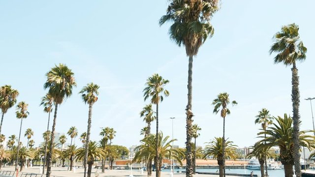 Palm trees in sunny Barcelona. Beautiful nature. Summer