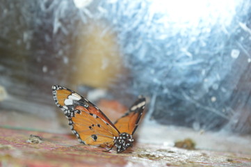 butterfly on a branch