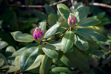 Purple rhododendron flowers