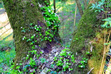 Obraz premium small flowers grow on a tree overgrown with moss