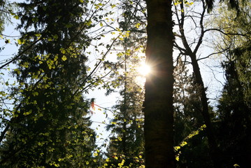 Fototapeta premium the sun shines on the black forest