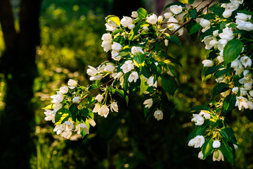 blooming white apple tree on a sunny day