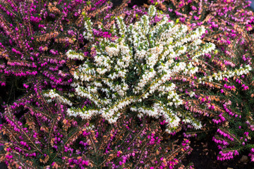 purple and white heather plant shot from above
