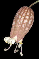 Bladder Campion (Silene vulgaris). Flower Closeup