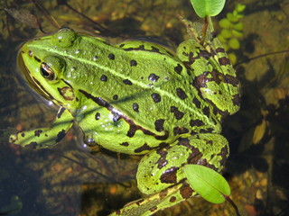 Frosch im Wasser