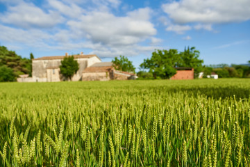 green wheat field and sunny day at agricultural farm