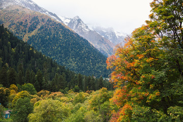 Nature of Dombay in autumn season, beautiful aerial view from the top of the cliff, large aged pines on the snowy peaks of mountains, Caucasus, Russia
