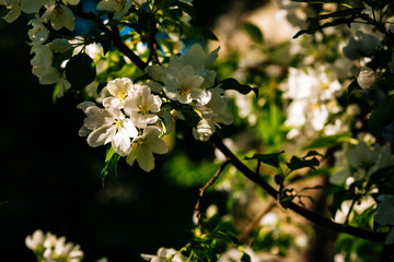 blooming white apple tree on a sunny day