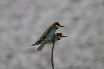 Ritratto di gruccione in natura