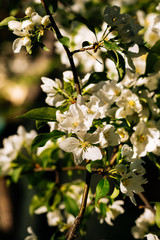 blooming white apple tree on a sunny day