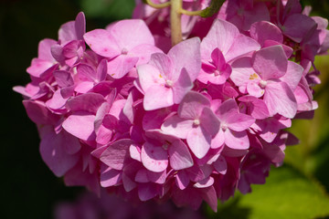 Pink Hydrangea Lilac Flowers in full bloom on a spring day