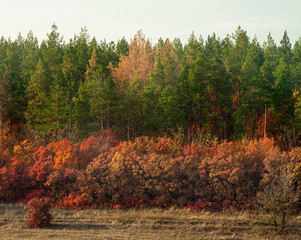 Autumn landscape, coniferous and deciduous forest