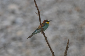 Ritratto di gruccione in natura