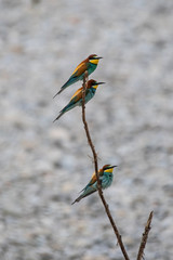 Ritratto di gruccione in natura