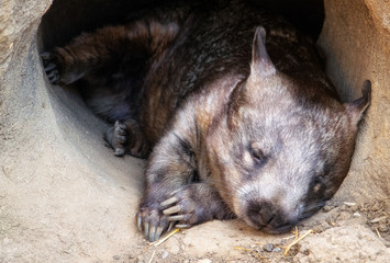 Wombat sleeeping at the entrance of its burrow - obrazy, fototapety, plakaty