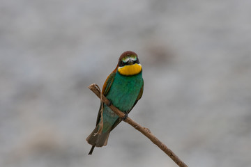 Ritratto di gruccione in natura