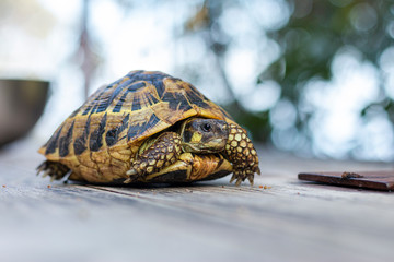 turtle on a Table