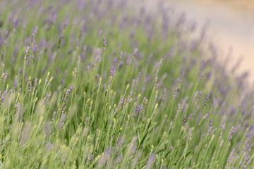 Field lavender in may.