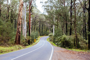 Obraz premium Black Spur Scenery in Australia