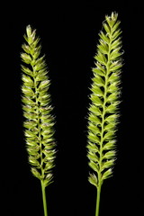 Crested Dog's Tail (Cynosurus cristatus). Inflorescence Closeup